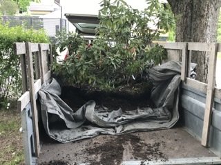 Rhododendronbuske inramad av träplank och skyddad med tygduk, redo för omplantering.