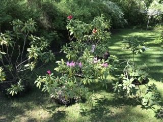 Rhododendronbuskar i olika storlekar planterade i en solig trädgård med grönt gräs och skuggor från omgivande träd.