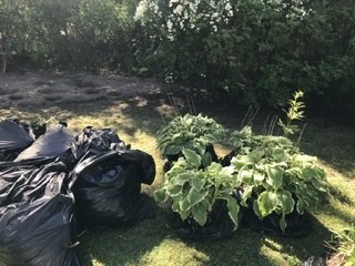 Trädgårdsprojekt med växter och svarta plastpåsar fyllda, grävning och förberedelse för plantering.