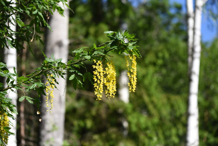 Gyllene gullregn blommor hänger från en gren med gröna blad och suddig skogsbakgrund.