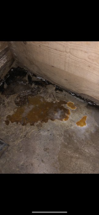 Hussvamp i hörnet av ett rum som har en brun-orange färg och sprider ut sina sporer på en betongyta.