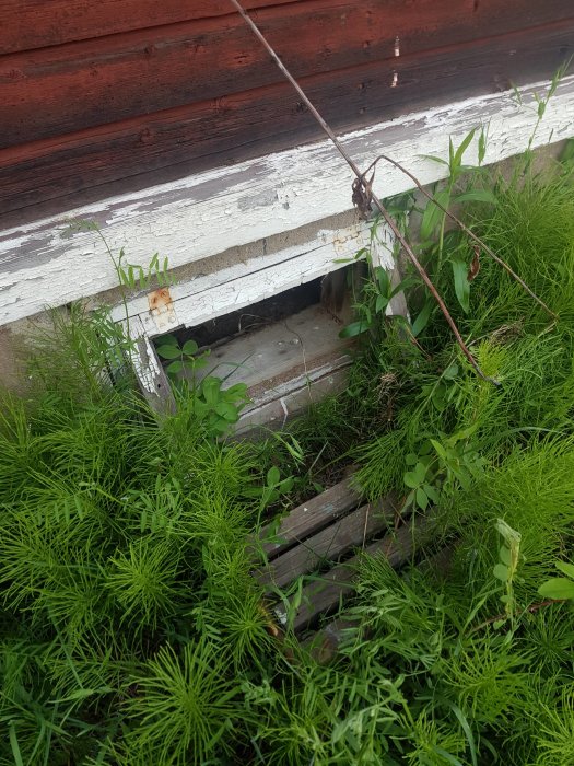 Skadad torpargrund med sprucket och flagande färg på träpanel och övervuxet med gräs.