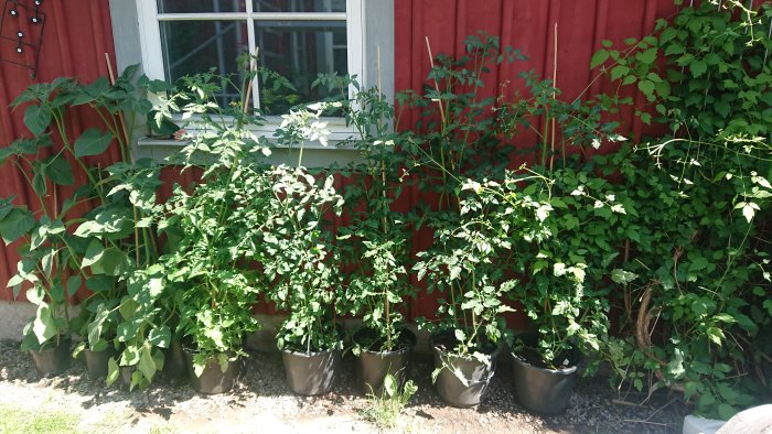 Tomatplantor och annan växtlighet i krukor framför ett rött hus med fönster.