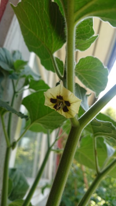 Närbild av en physalisblomma med gul kronblad och mörka fläckar på en planta med gröna  blad.