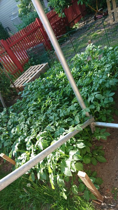 Trädgård med växande grönsaker, potatis, och konstruktion av trä och metall.
