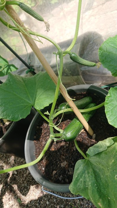 Gurkplanta i kruka med flera omogna gurkor som stöds av bambupinnar, omgivna av stora gröna blad.