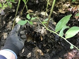 Hand i trädgårdshandske pekar på kirskål bland växter vid förberedande av plantering av jätterams i en rabatt.