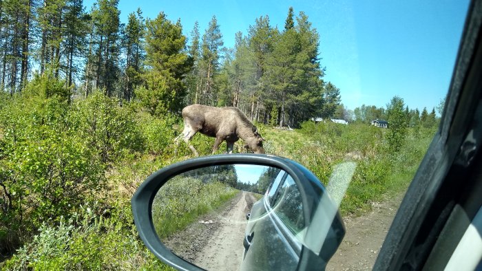 En älg betar bredvid en grusväg i en vildvuxen skog, sedd genom ett bilfönster.