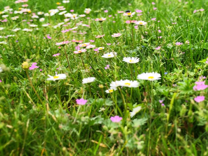 Lummig gräsmatta med vita prästkragar och rosa blommor.