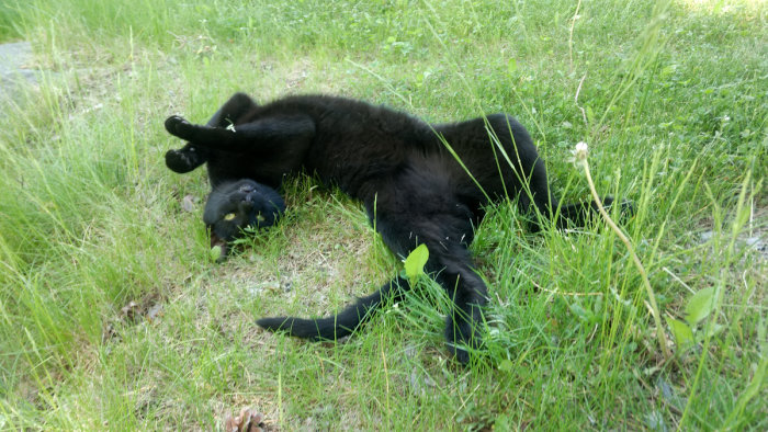 Svart katt som ligger på ryggen i gräset med tassarna i luften.