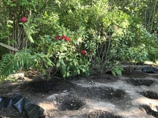 Trädgårdsland med blommande röda perenner och nyplanterade områden markerade med mull.