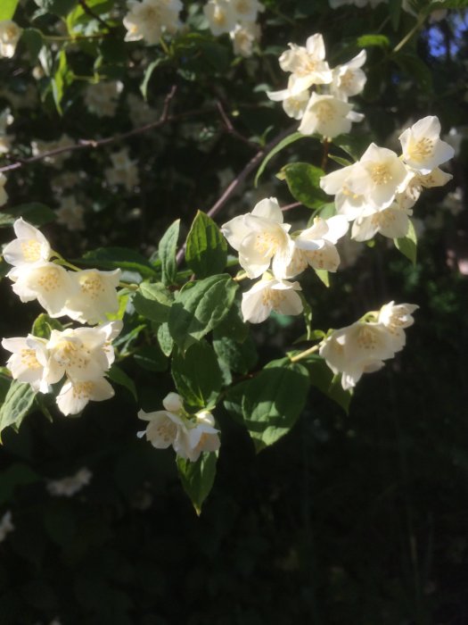 Vita blommor av schersmin med gulaktiga mitten omgivna av gröna blad mot suddig bakgrund.