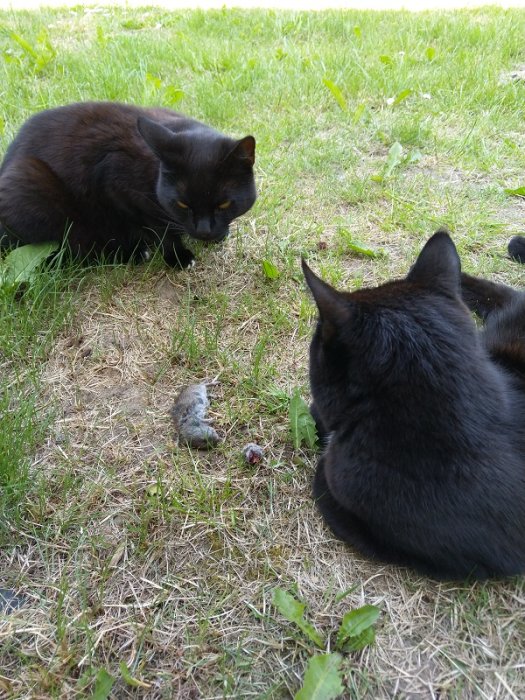 Två svarta katter i gräset som tittar på en liten gnagare på marken.