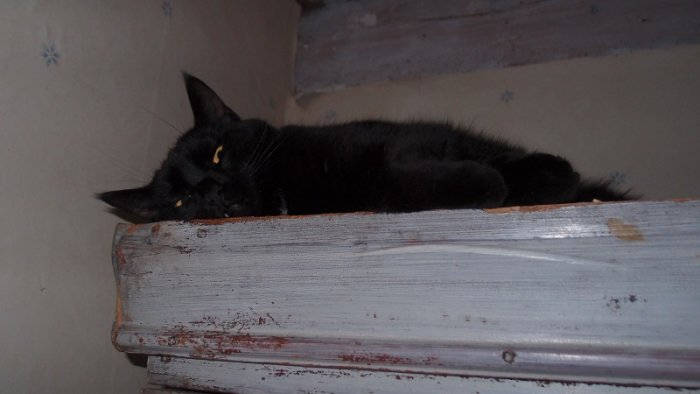 Trött svart katt ligger avslappnat på en vitmålad trätrappa.