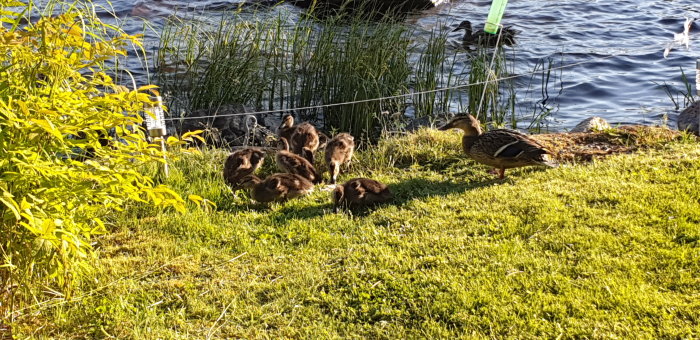 Andmamma med tio ungar på en gräsmatta bredvid en sjö.