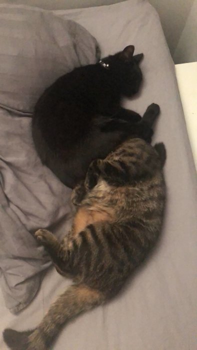 Två katter sover på en säng, en svart och en randig, bredvid varandra i en kompromiss om närhet.