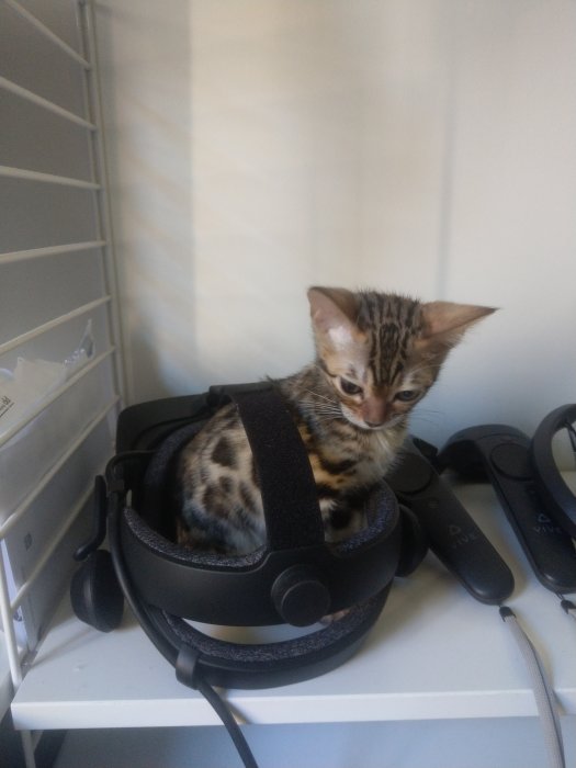 En kattunge som sitter i en VR-hjälm på en hylla med tillhörande kontroller.