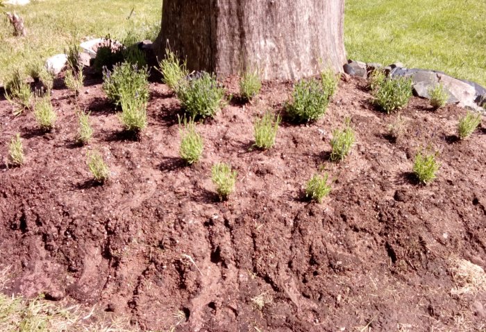 Nyplanterade lavendelplantor runt en trädrot med markduk i bakgrunden och gräsyta.