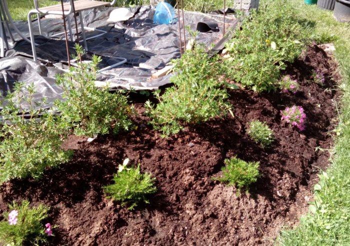 Nyplanterade lavendel och blommande växter i en solig trädgårdsrabatt med markduk i bakgrunden.