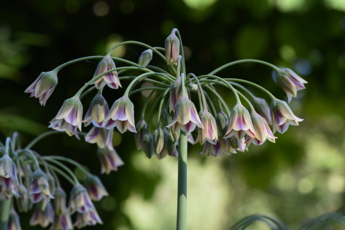 Allium siculum växt med långa blomstjälkar och klockformade blommor, populär bland humlor.