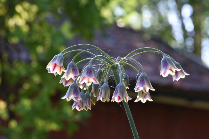 Lång stängel av Allium siculum med hängande klockliknande blommor i förgrunden, med suddig grönska och byggnad bakom.