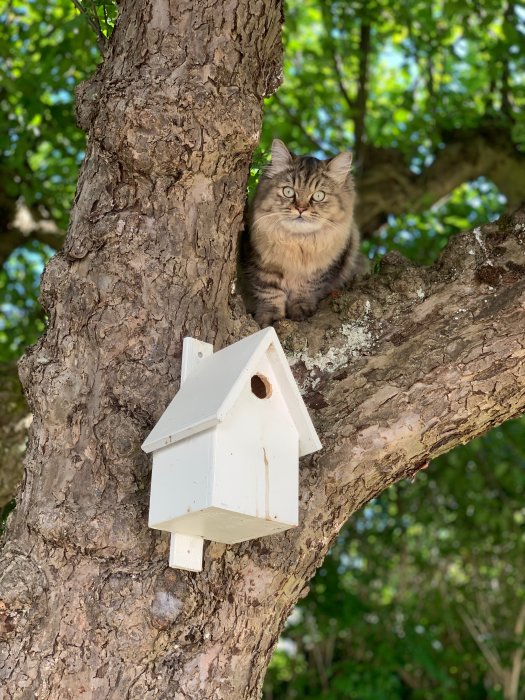 Katt som sitter på gren bredvid en vit fågelholk i ett äppelträd