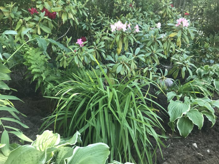 Färdigplanterad rabatt med rhododendron, ormbunkar och hosta nära en gräsmatta.