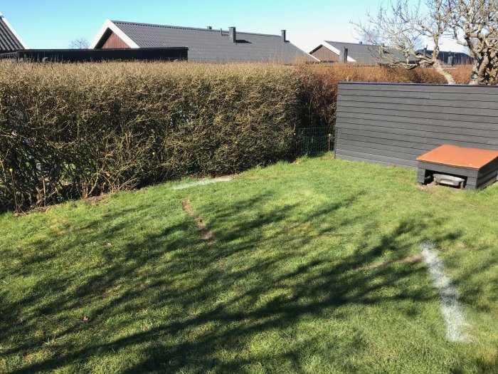 Område med gräsmatta markerat för borttagning vid påbörjat odlingsprojekt, mörk plank och buskar i bakgrunden.