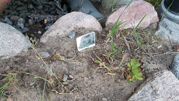 Efter-bild av trädgårdsprojekt med taklökar och en överlevande sedum växt, omringad av stenar och ett växtetikett.