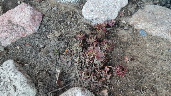 Efter-bild av Sedum Album Coral Carpet och gula sedumväxter omgivna av stenar och jord.