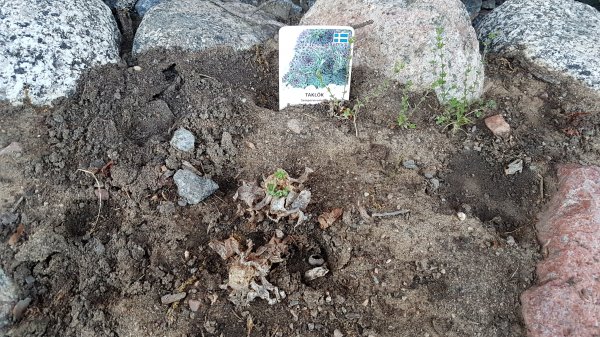 Nyplanterade taklökar av sorten Sedum Album Coral Carpet i jorden omgivna av stenar, med ett etikett för växten Synligt.