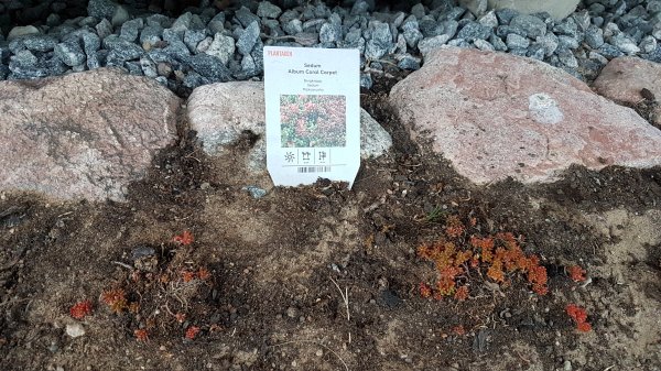 Jord med små taklökar av sorten Sedum Album Coral Carpet med etikett och omgivande stenar.