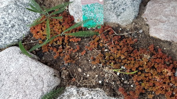 Efterbild på ett trädgårdsprojekt visar rödbruna taklökar, Sedum Album Coral Carpet, bland stenar och jord.