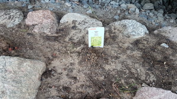 Jordyta med stenar och en etikett för Sedum Album Coral Carpet, indikation på nyplantering av taklök.