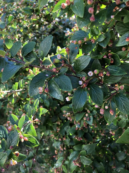 Häck med gröna blad och små rosa knoppar växer tätt och oorganiserat.