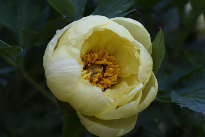 Gul Paeonia 'Yellow Crown' Itoh hybrid med fyllda kronblad och ståndare synliga, omgiven av gröna blad.