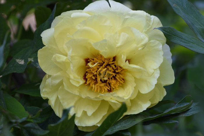 Gul Paeonia 'Yellow Crown' Itoh-hybrid med fylliga kronblad och synliga ståndare mot gröna löv.
