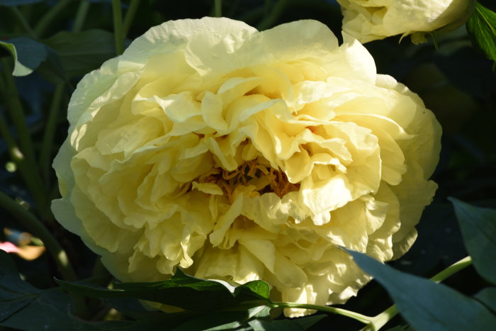 Gul 'Yellow Crown' Itoh hybridpion med fyllda blommor i närbild mot gröna blad.