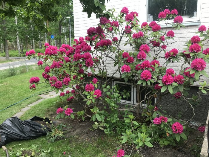 Blommande rhododendron med rosa blommor, rengöring av marken och svart fiberduk vid siden av huset.