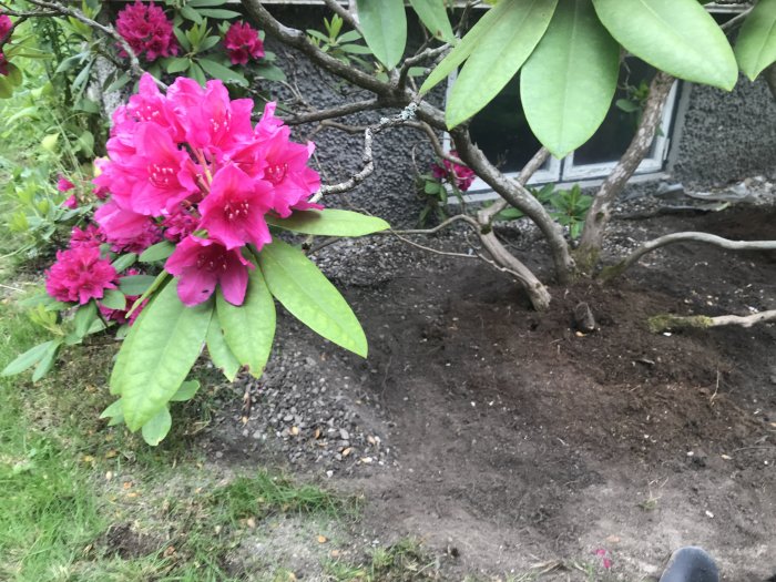 En gammal rhododendron med ljusa rötter och nyrensad mark runt stammen, omgiven av grönt gräs.