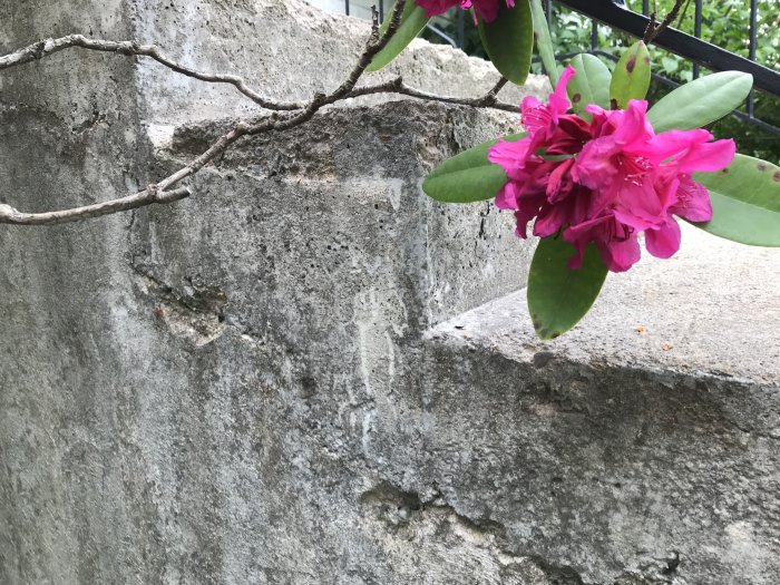 Närbeskådad sliten betongtrappa med skador och en gren av blommande rhododendron mot staketet.