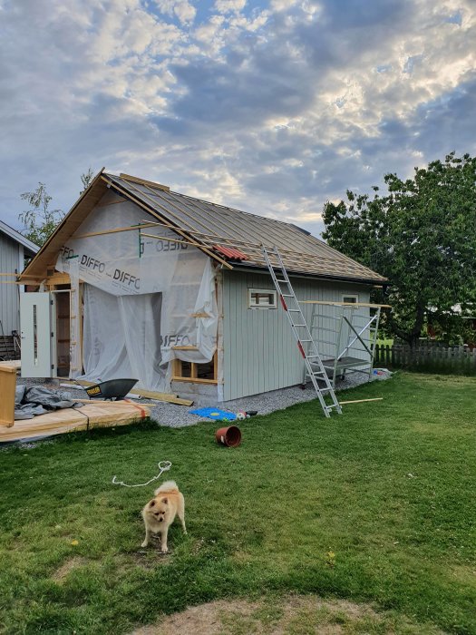 Hus under renovering med ny panel och en hund framför, stege vid sidan av huset.