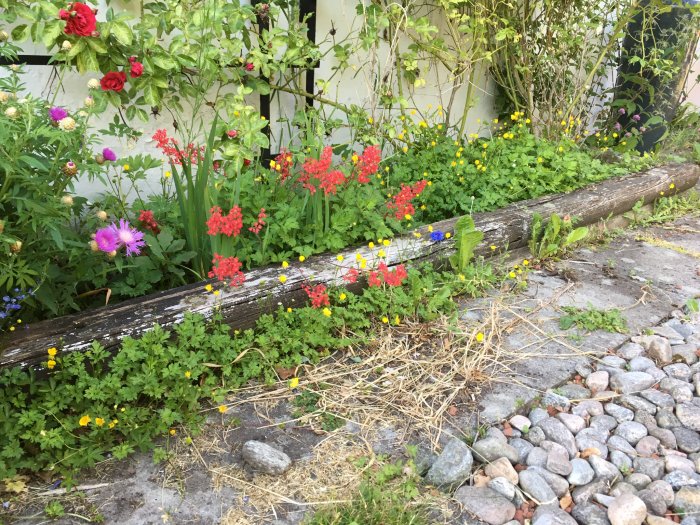 Trädgårdsrabatt med blommande växter och ogräs vid en stenrad och gammal träkant.