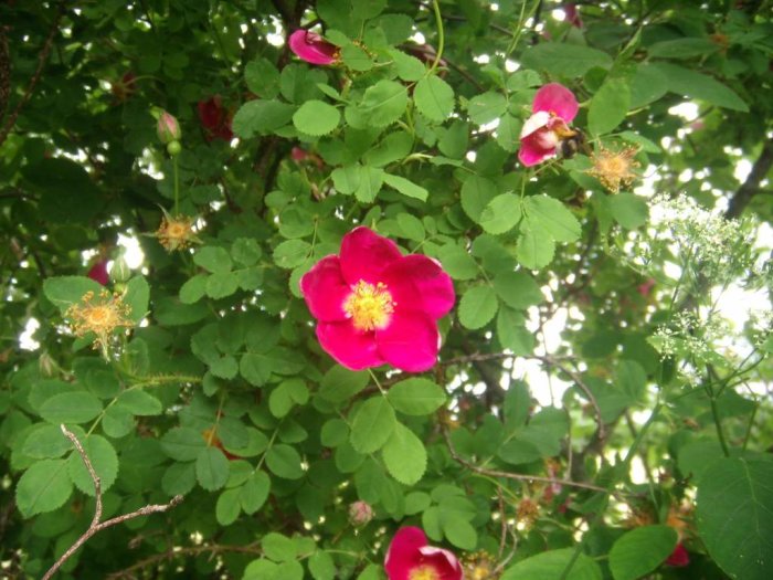 Rosa vildrosor och knoppar i grönt buskage, doftande blommor från en trädgårdsrunda.