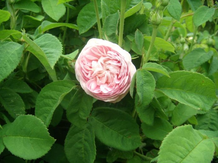 Blommande rosa ros omgiven av gröna blad och knoppar, som representerar en del av en trädgårdsskörd.