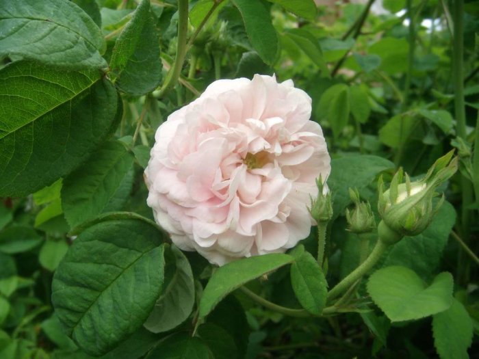 Nyutslagen ljusrosa ros och knoppar med gröna blad i en trädgård.