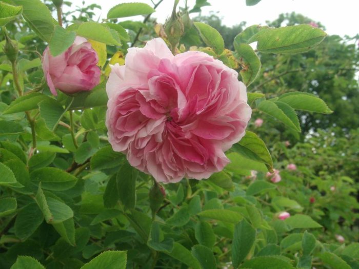 Nyutslagna rosa rosor med flerfärgade kronblad i en grönskande trädgård.