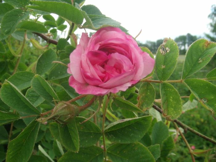 Rosa blommande ros och knoppar med gröna bladverk i trädgården.