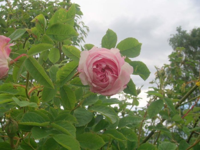 Rosbuske med flera rosa rosblommor i olika blomningsstadier mot suddig grönska.