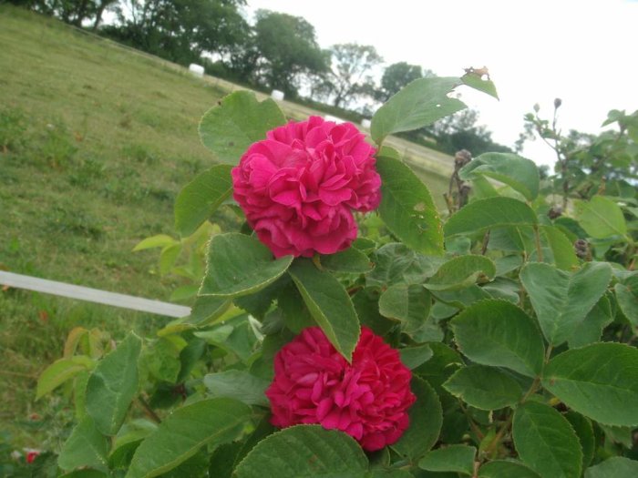 Två blommande rosor i förgrunden med frodiga gröna blad på en gräsbevuxen sluttning i bakgrunden.